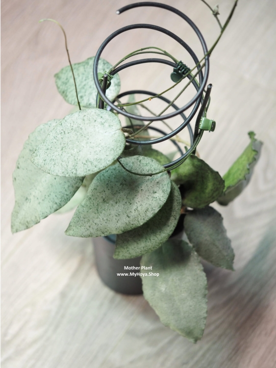 Hoya Caudata Argene.jpeg