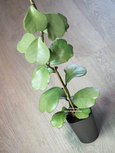 Hoya Kerrii Silver