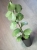 Hoya Kerrii Silver