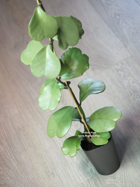 Hoya Kerrii Silver