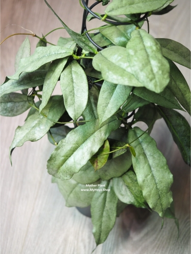 Hoya Mitrata Silver Kapuas