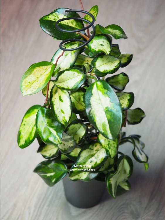 Hoya Madara Green Edge