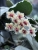 Hoya Caudata Argene Bloom.jpg