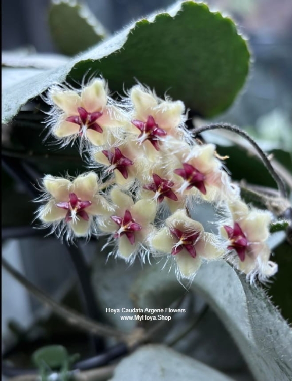 Hoya Caudata Argene Bloom.jpg