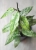 Hoya Finlaysonii EPC-317 Silver