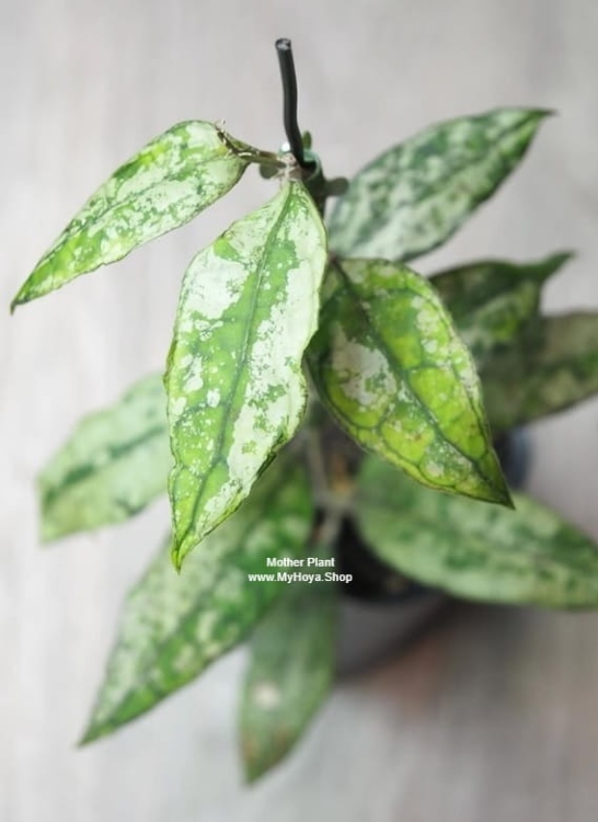 Hoya Finlaysonii EPC-317 Silver