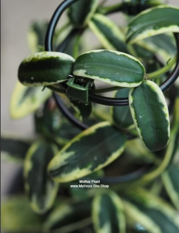 Hoya Lyi Prism Albomarginata
