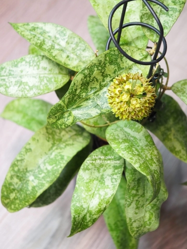 Hoya aff Lambii Silver