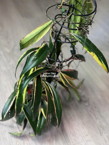 Hoya Sulawesiana Albomarginata