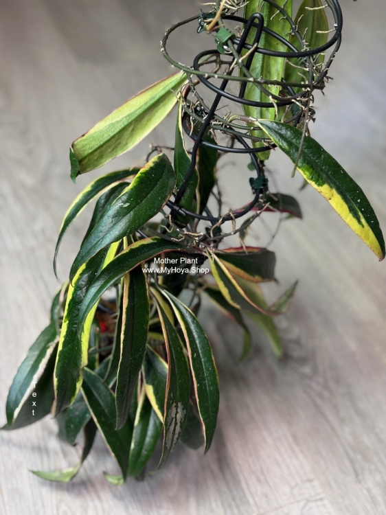Hoya Sulawesiana Albomarginata