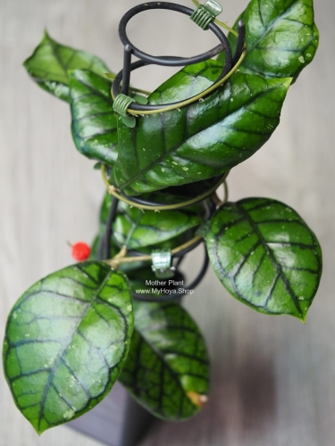 Hoya Callistophylla Chibi