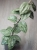 Hoya Latifolia MRH