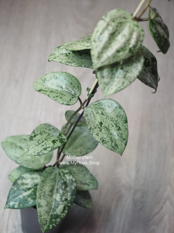 Hoya Latifolia MRH