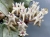 Hoya sp. Buntok Silver