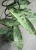Hoya sp. Buntok Silver