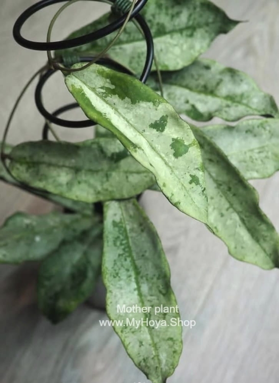 Hoya sp. Buntok Silver