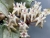 Hoya sp. Buntok Silver
