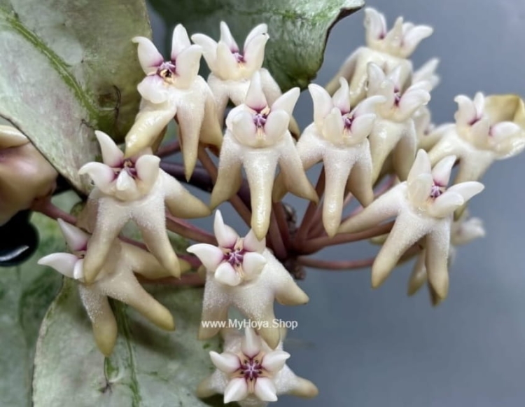 Hoya sp. Buntok Silver
