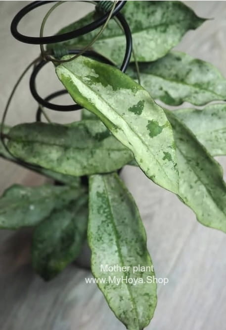 Monther plant.jpg