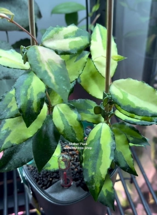 Hoya Caudata Variegata