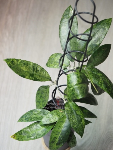 Hoya Finlaysonii Panggha Silver