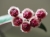 Hoya Sulawesiana Albomarginata