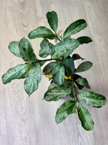 Hoya Occultata Silver