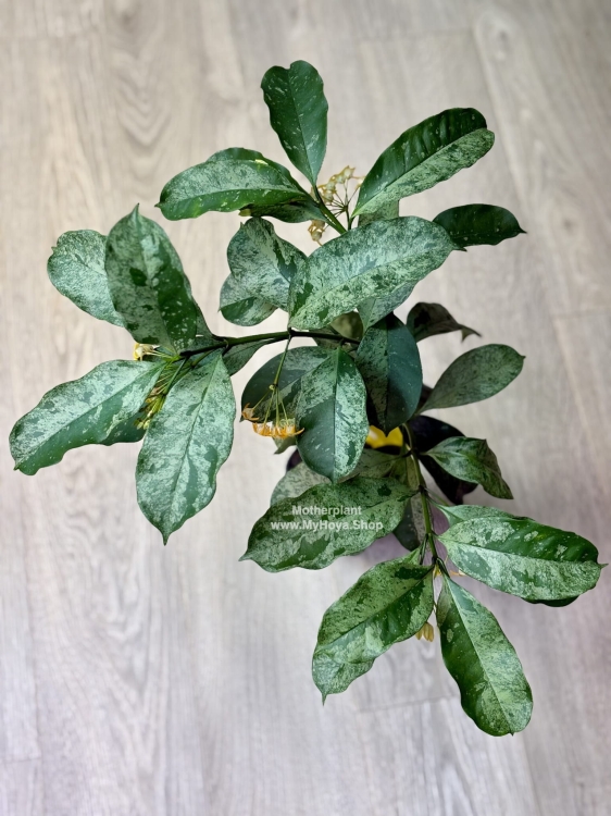 Hoya Occultata Silver