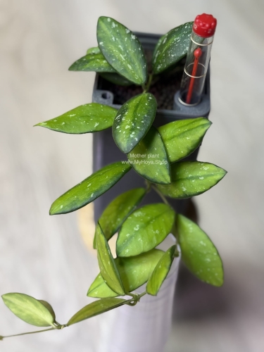 Hoya VL9 Variegata