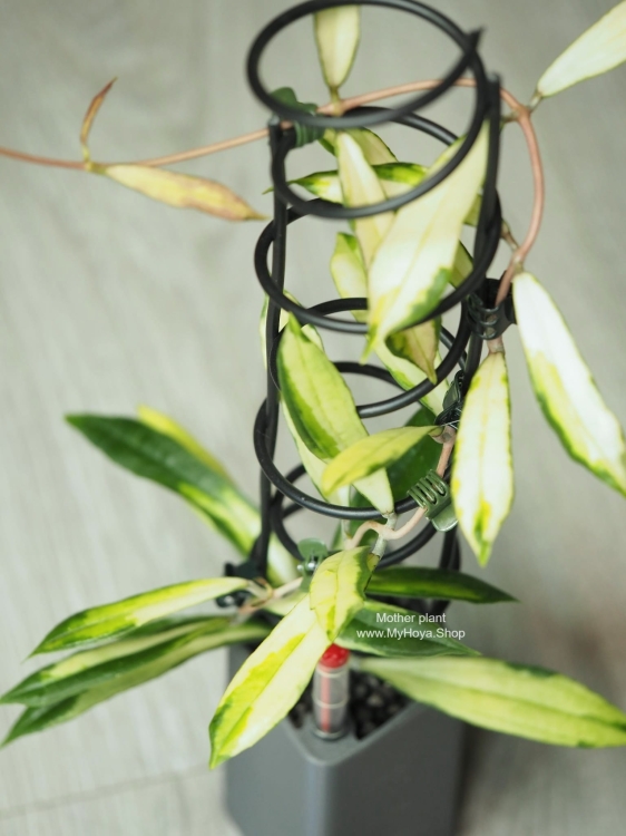 Hoya Rigidifolia Variegated