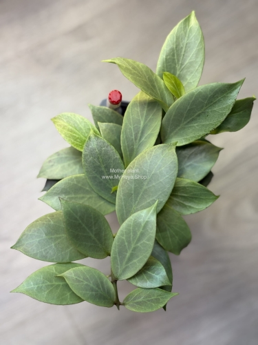 Hoya Obscura Cryptic Chrome