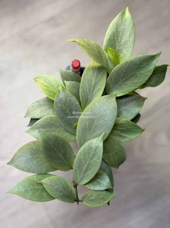 Hoya Obscura Cryptic Chrome