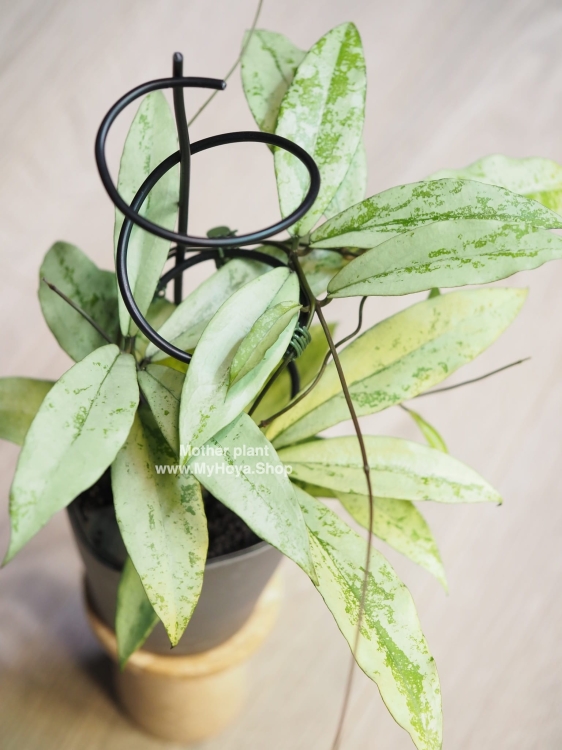 Hoya Alena