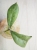 Hoya Forbesii Silver