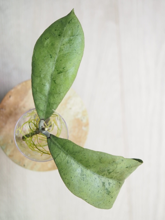 Hoya Forbesii Silver