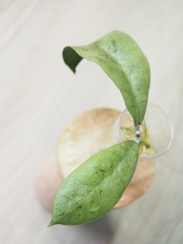 Hoya Forbesii Silver