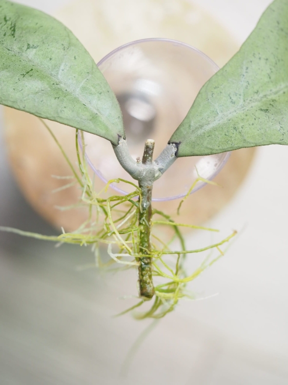 Hoya Forbesii Silver