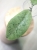 Hoya Forbesii Silver