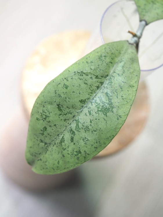 Hoya Forbesii Silver