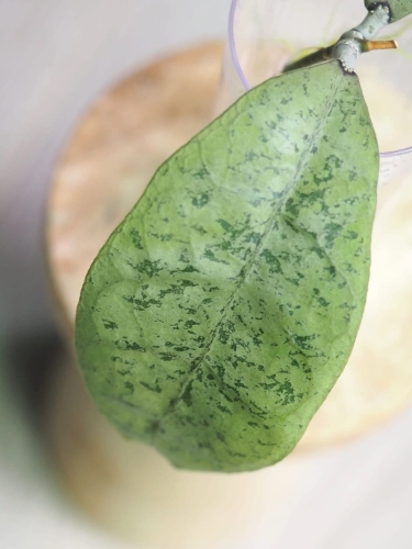 Hoya Forbesii Silver