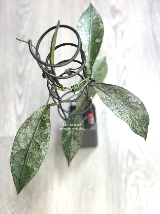 Hoya Clemensiorum sp Borneo Silver