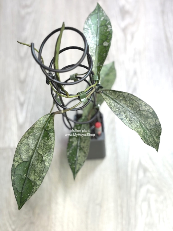 Hoya Clemensiorum sp Borneo Silver