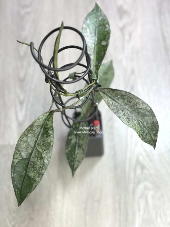 Hoya Clemensiorum sp Borneo Silver