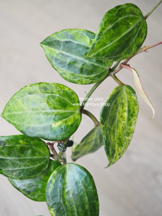 Hoya Latifolia Peridot