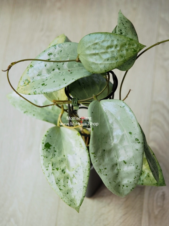 Hoya Glabra Silver