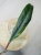 Hoya Sulawesiana Albomarginata