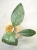 Hoya Finlaysonii Panggha Silver