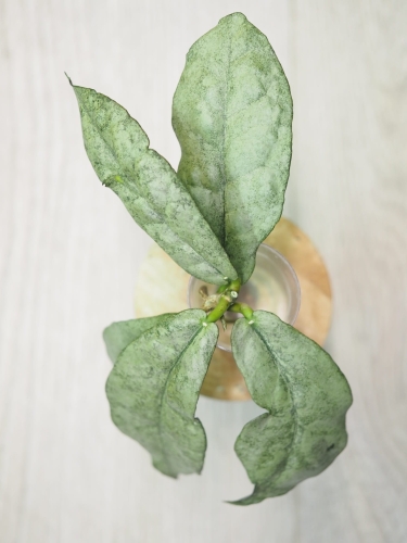 Hoya Mitrata Silver Kapuas