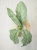 Hoya Mitrata Silver Kapuas