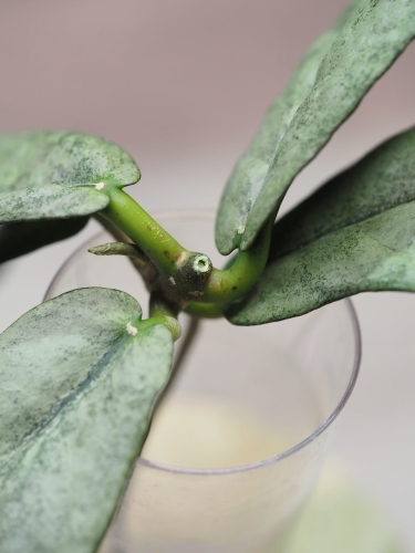 Hoya Mitrata Silver Kapuas